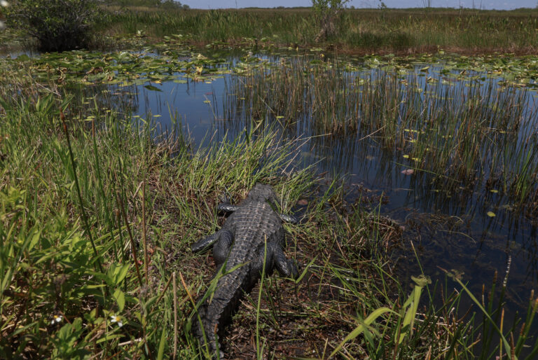 L’Amérique s’apprête à ouvrir cinq nouveaux centres de détention inspirés du modèle controversé d’Alligator Alcatraz