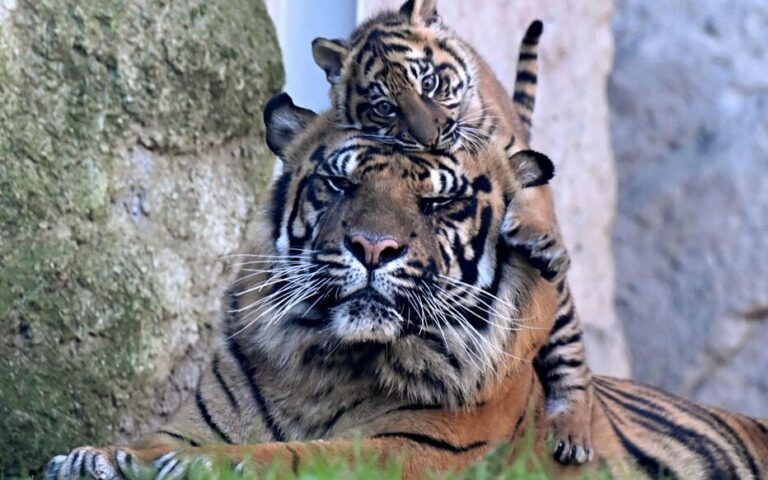 Les tigres du zoo d’Aalborg exigent des animaux de compagnie comme nourriture